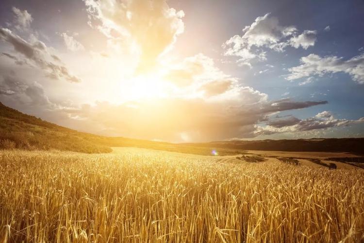 " 1,托市价格公布,利好小麦市场 2020年小麦最低收购价政策公布后