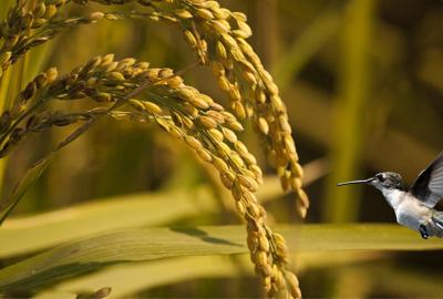 玉米,小麦等各种粮食作物库存量